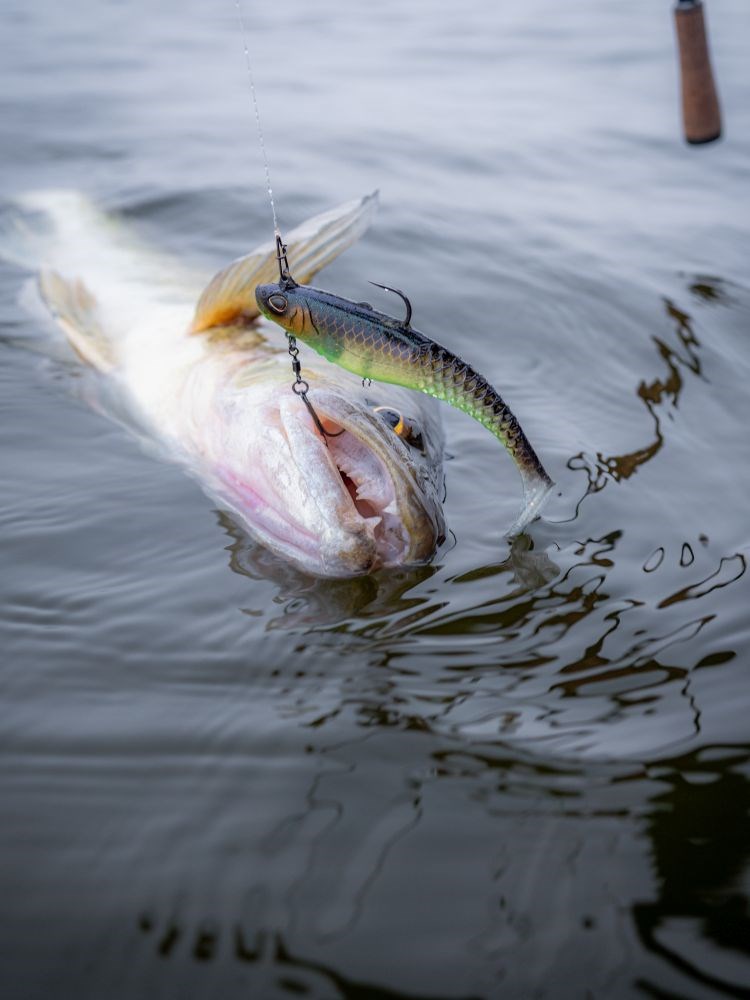 Berkley Gumová Nástraha PowerBait CullShad Deep Sinking Perch (8)